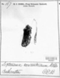 Septonema concentricum image